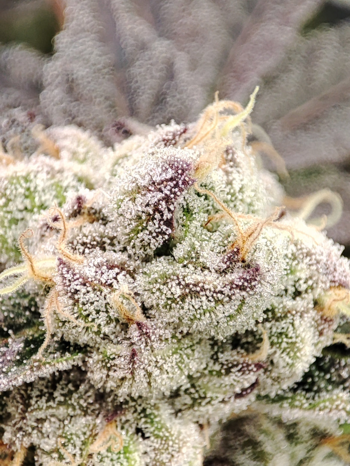🌿 Seeds of Anarchy – Naughty Dawg (feminisierte Photoflower-Samen)