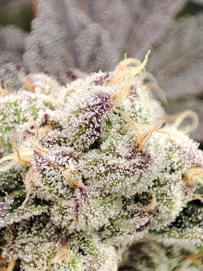 🌿 Seeds of Anarchy – Naughty Dawg (feminisierte Photoflower-Samen)