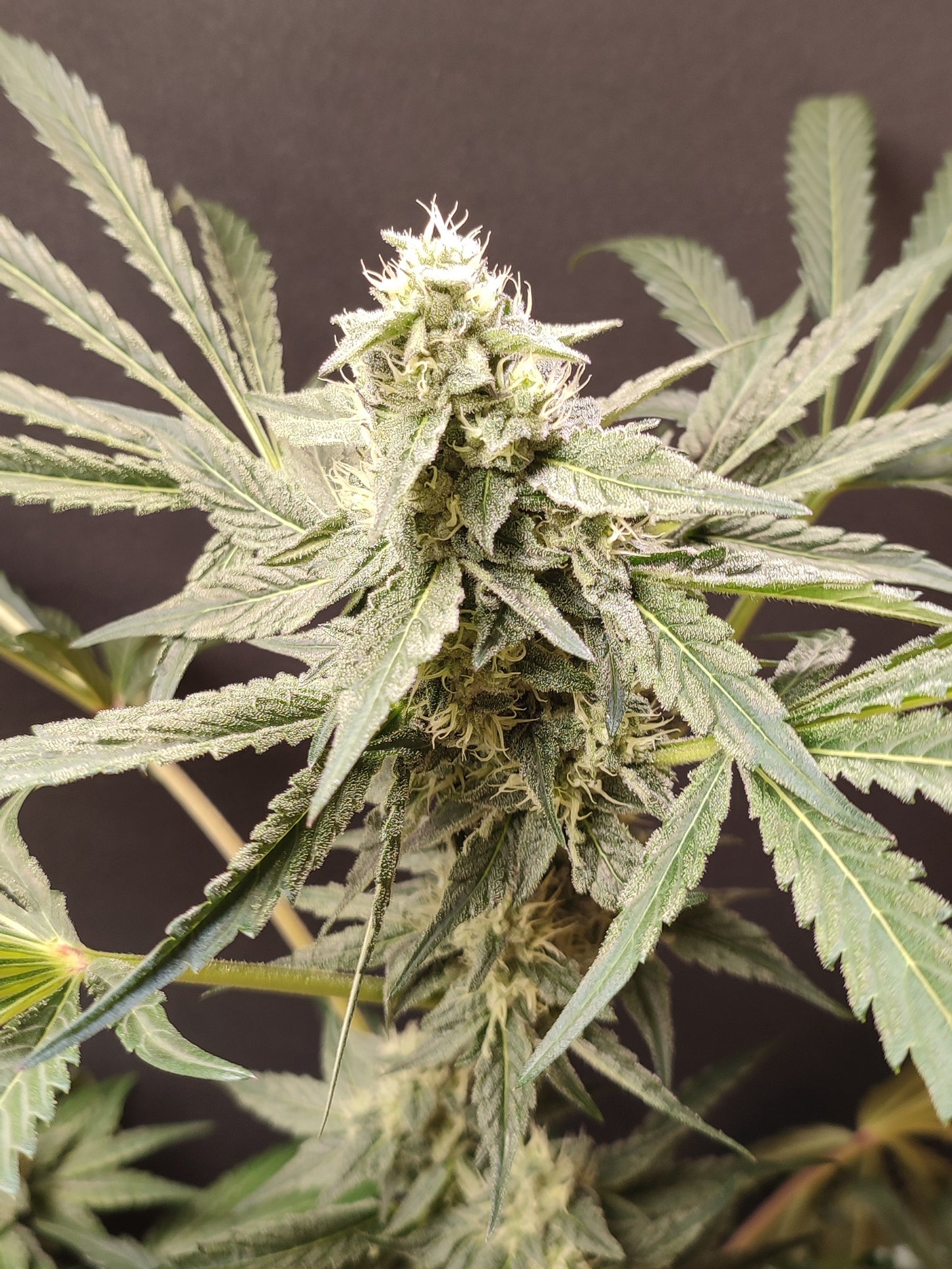 🌿 Seeds of Anarchy – Dancing Sprite (feminized Photoflower seeds)