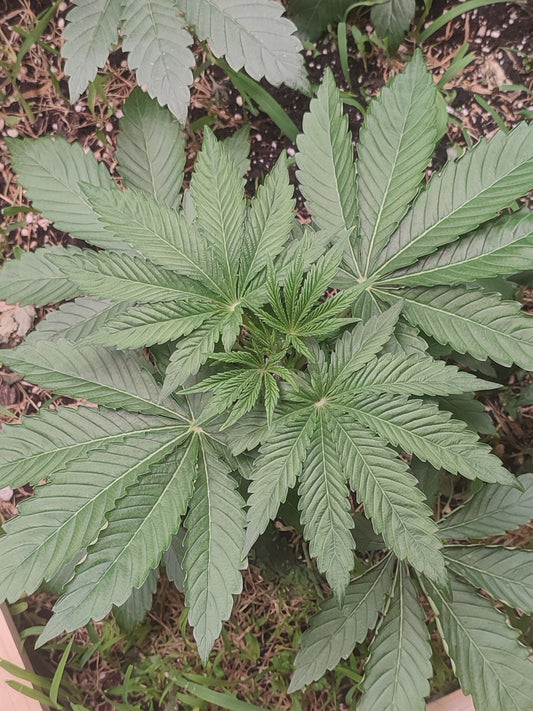 Spritzade ein Hybrid aus Gelonade und Spritzer, Sativa lastige Wirkung und Indica ähnlicher Wuchs