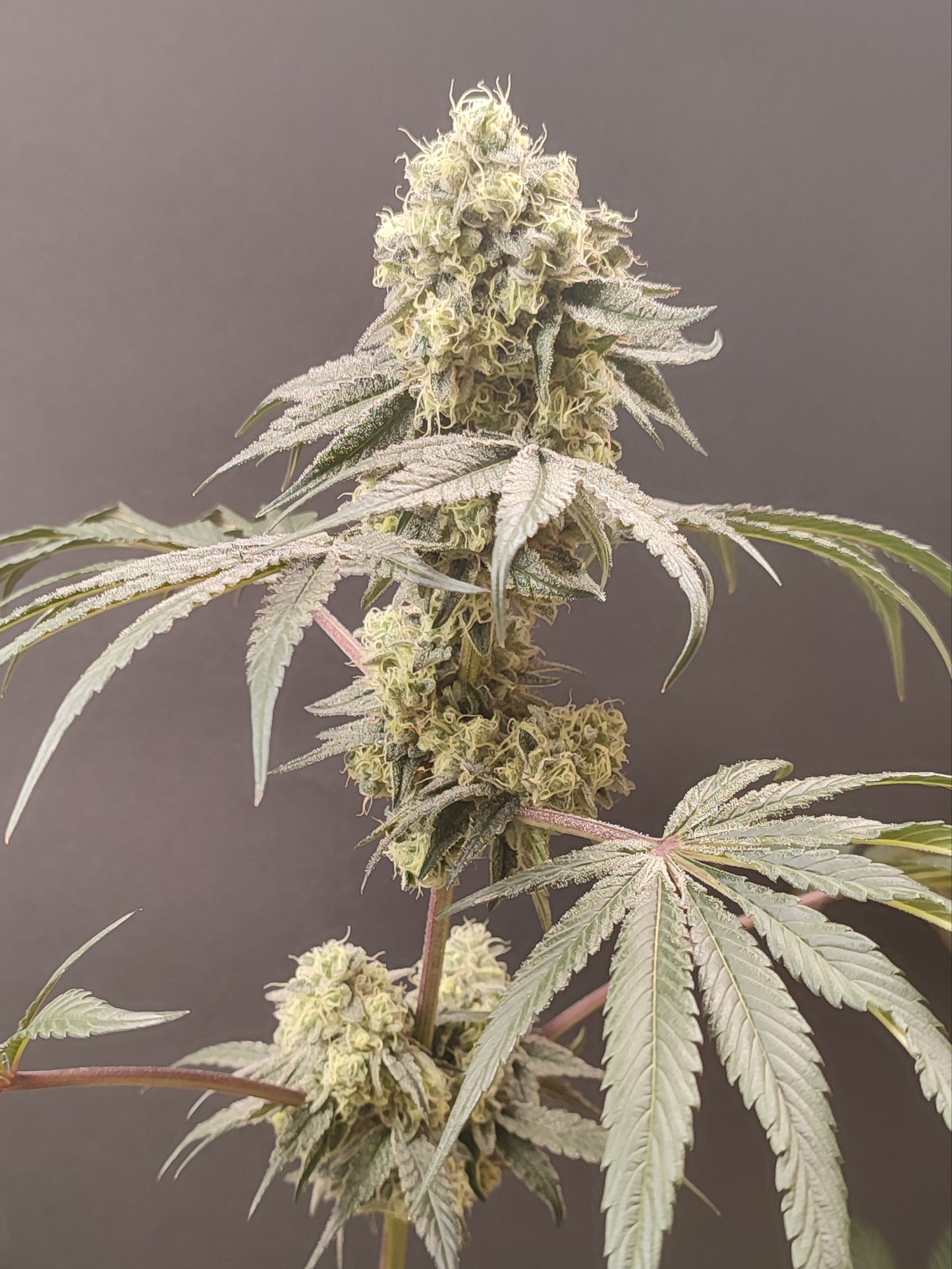 🌿 Seeds of Anarchy – Bullshit (feminisierte Photoflower-Samen)