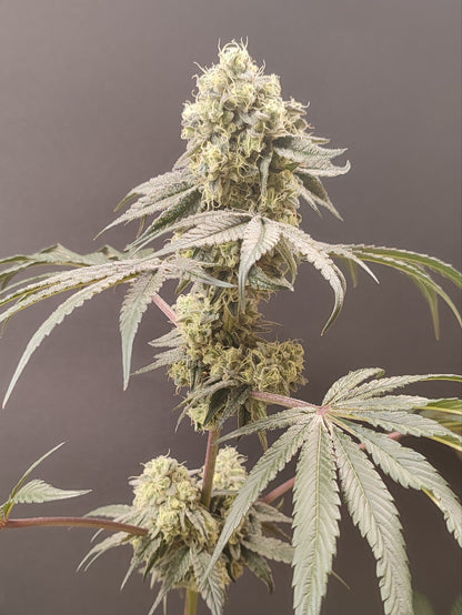 🌿 Seeds of Anarchy – Bullshit (feminisierte Photoflower-Samen)