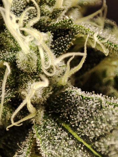 🌿 Seeds of Anarchy – Bullshit (feminisierte Photoflower-Samen)