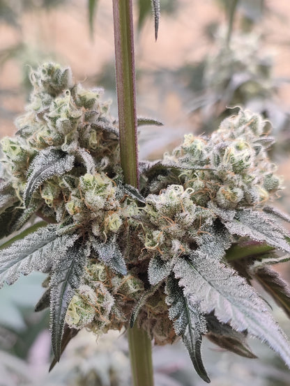 🌿 Seeds of Anarchy – Bullshit (feminisierte Photoflower-Samen)