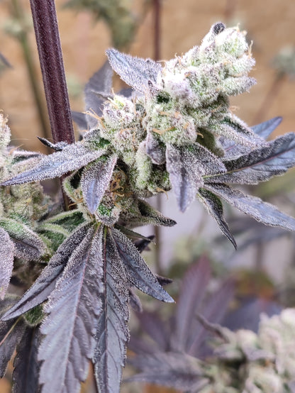 🌿 Seeds of Anarchy – Naughty Dawg (feminisierte Photoflower-Samen)