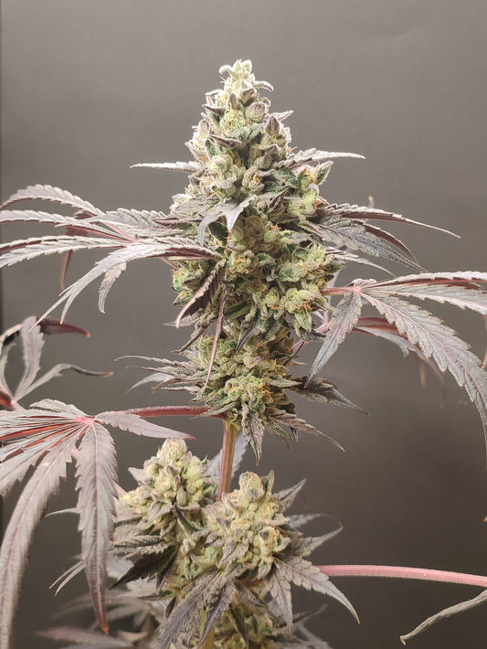 🌿 Seeds of Anarchy – Dancing Sprite (feminized Photoflower seeds)