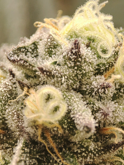 🌿 Seeds of Anarchy – Slurpicle (feminized photoflower seeds)