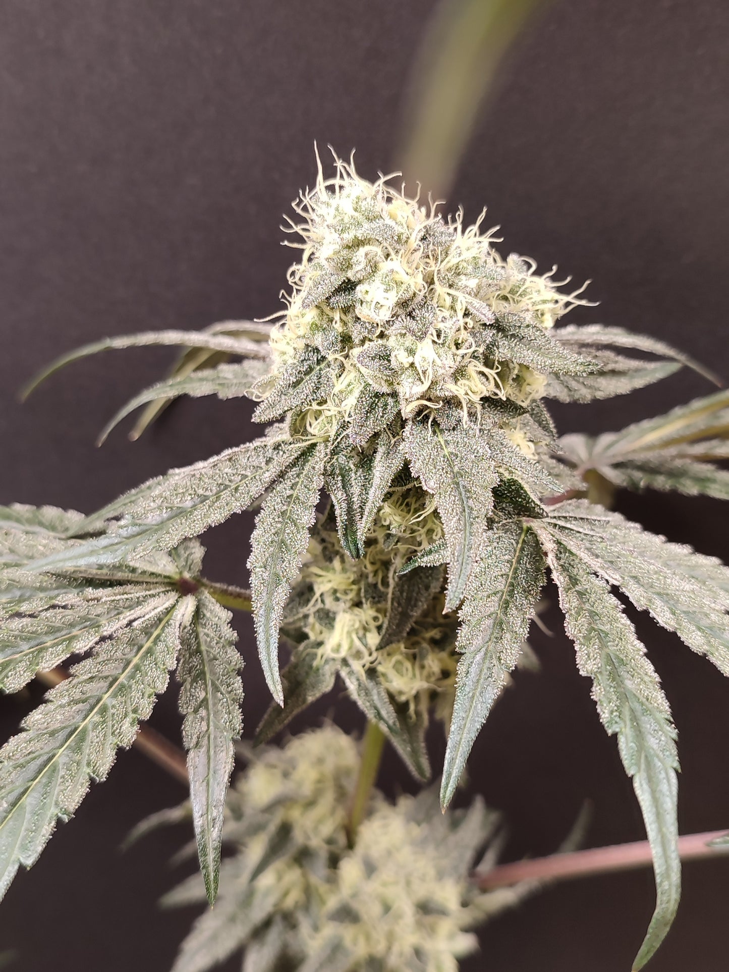 Spice of Life Seeds – Adventure Mix: Sweet Pink Grapefruit Edition