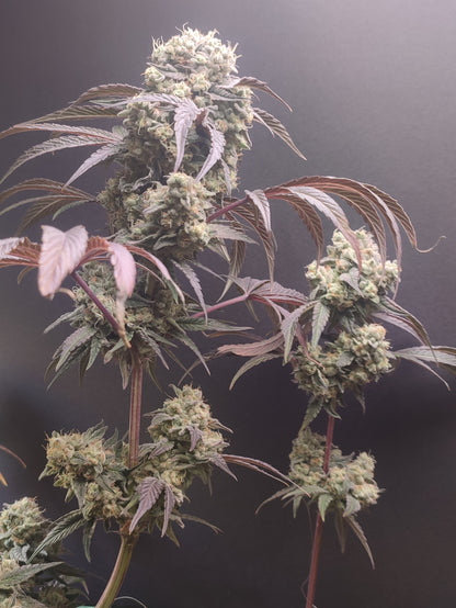 🌿 Seeds of Anarchy – Gorgon (feminisierte Photoflower-Samen)