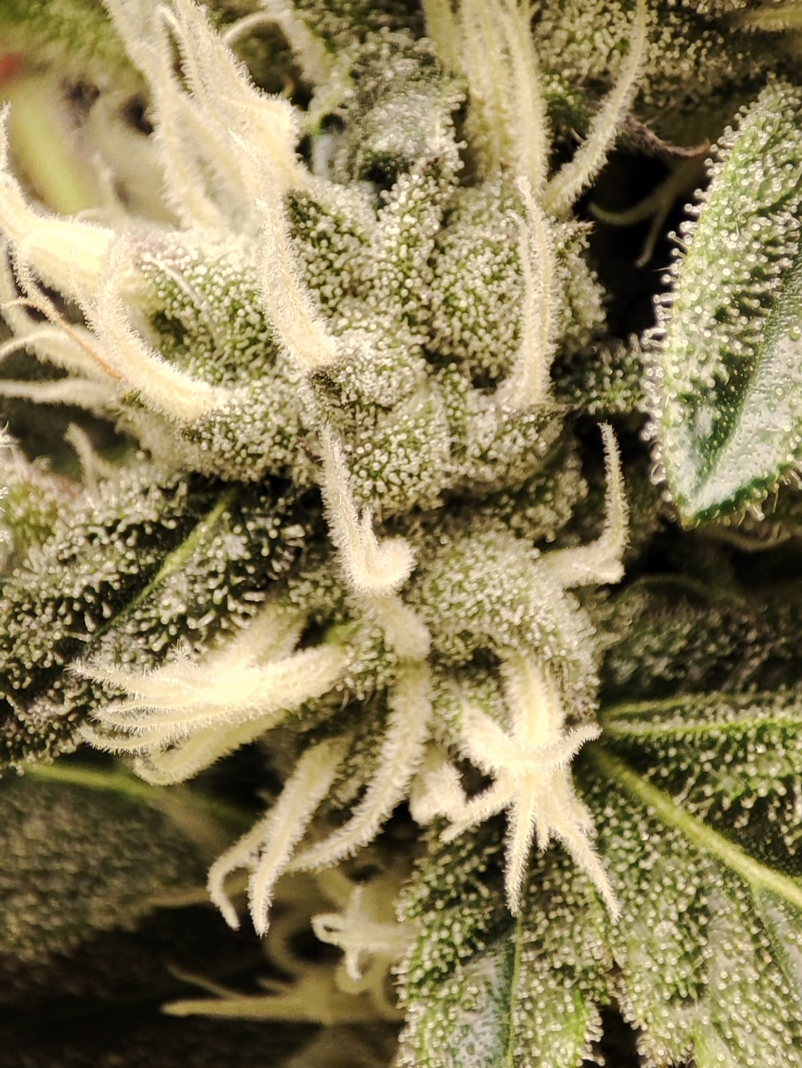 🌿 Seeds of Anarchy – Spritzade (feminisierte Photoflower-Samen)