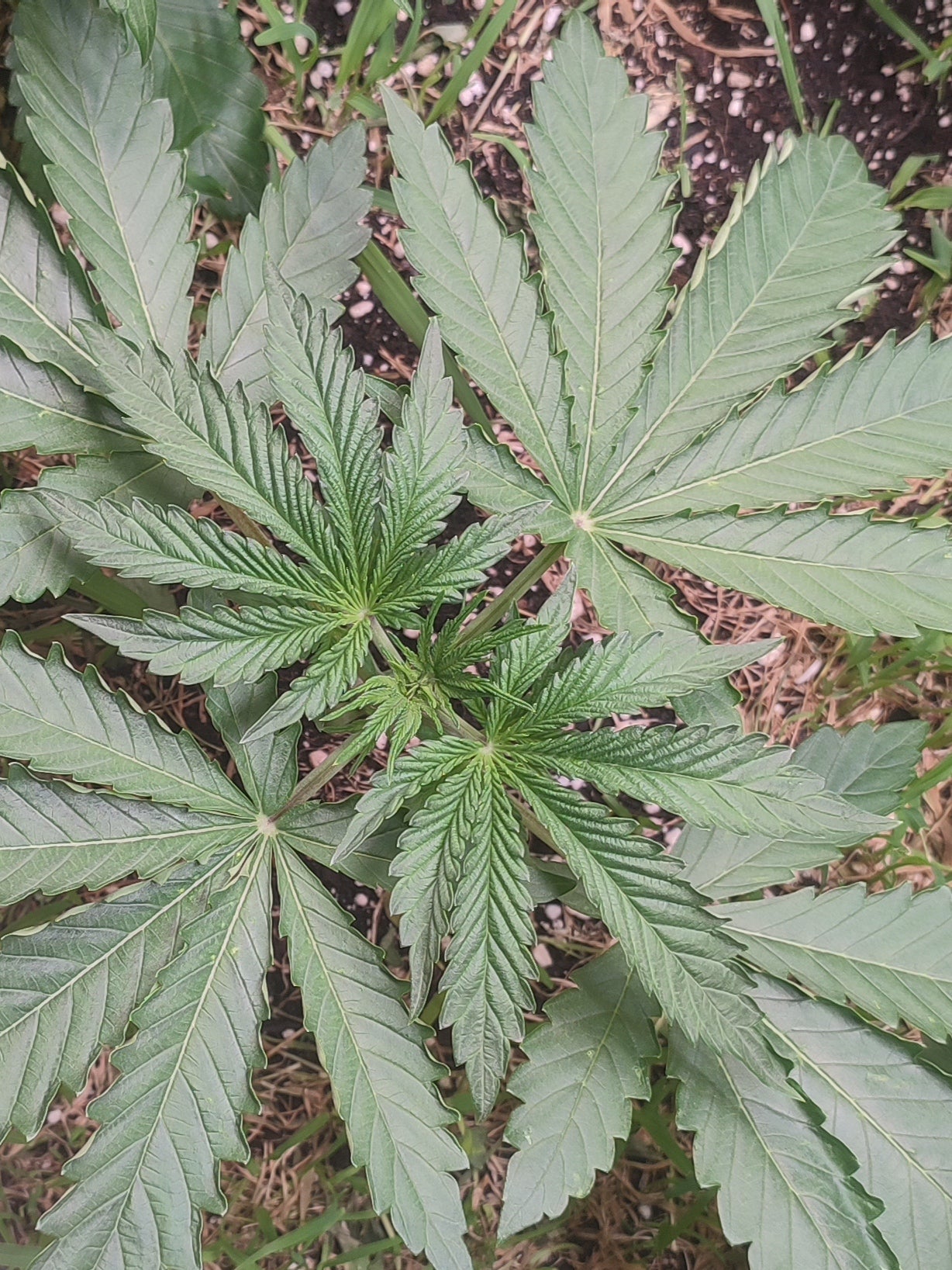 Die Kreuzung White Runtz × Spritzer liefert ein angenehmes High, Dancing Sprite, eine hervorragende Cannabis Genetik.