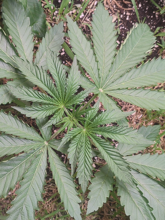 Die Kreuzung White Runtz × Spritzer liefert ein angenehmes High, Dancing Sprite, eine hervorragende Cannabis Genetik.