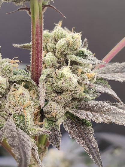 🌿 Seeds of Anarchy – Naughty Dawg (feminisierte Photoflower-Samen)