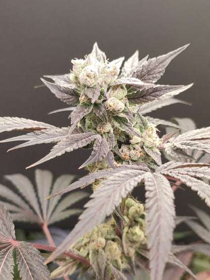 🌿 Seeds of Anarchy – Naughty Dawg (feminisierte Photoflower-Samen)