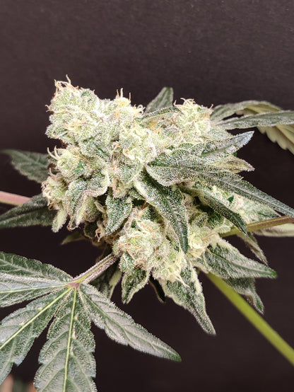 Spice of Life Seeds – Adventure Mix: Sweet Pink Grapefruit Edition