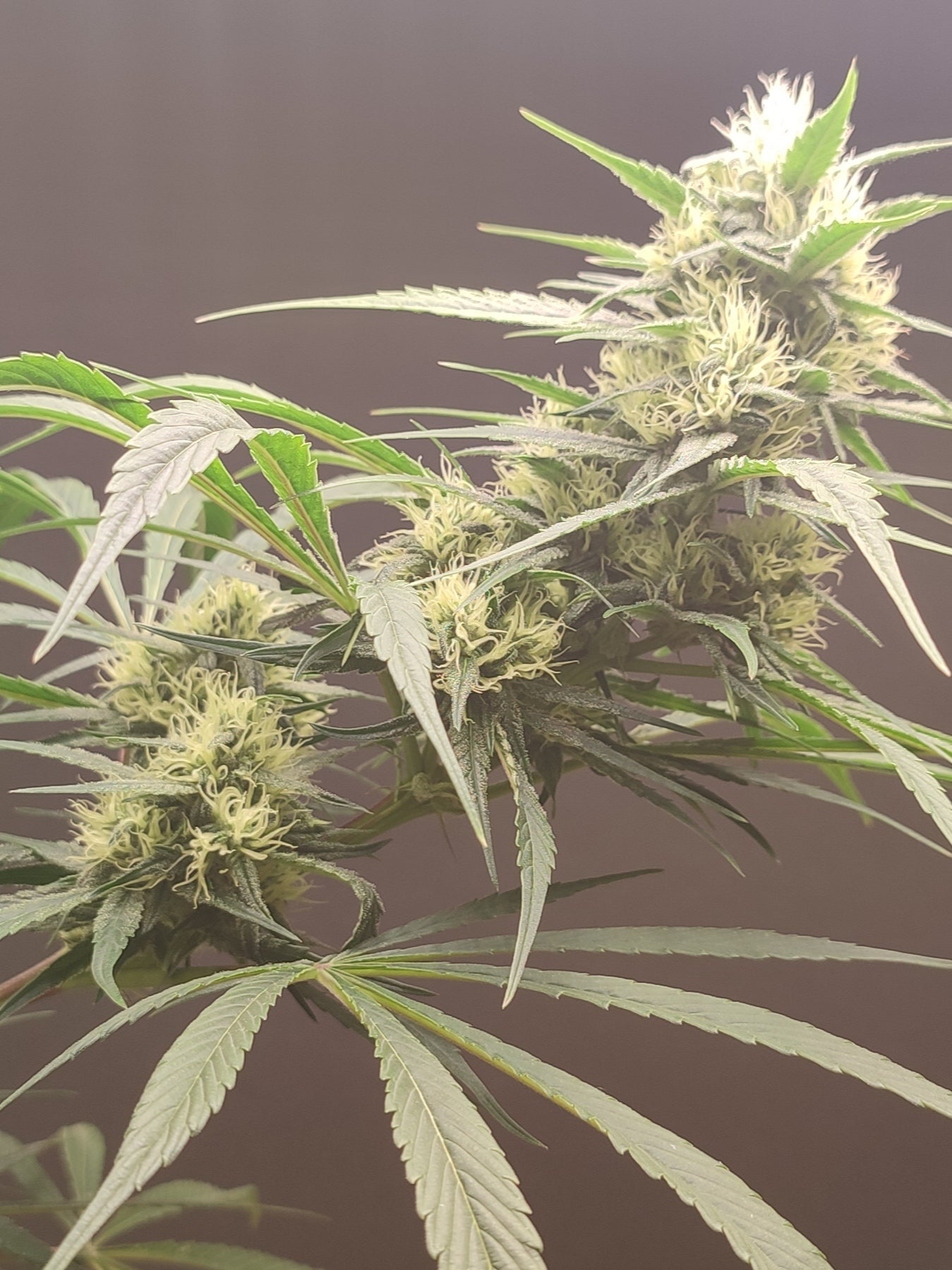 🌿 Seeds of Anarchy – Gunk (feminisierte Photoflower-Samen)
