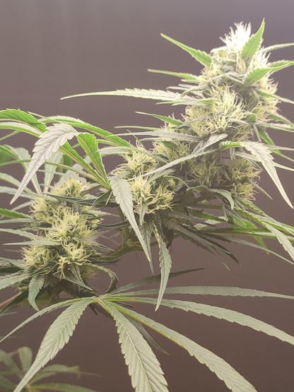 🌿 Seeds of Anarchy – Gunk (feminisierte Photoflower-Samen)