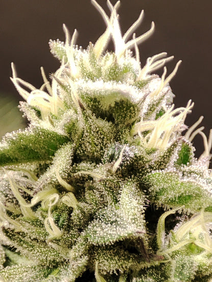 🌿 Seeds of Anarchy – Dancing Sprite (feminized Photoflower seeds)