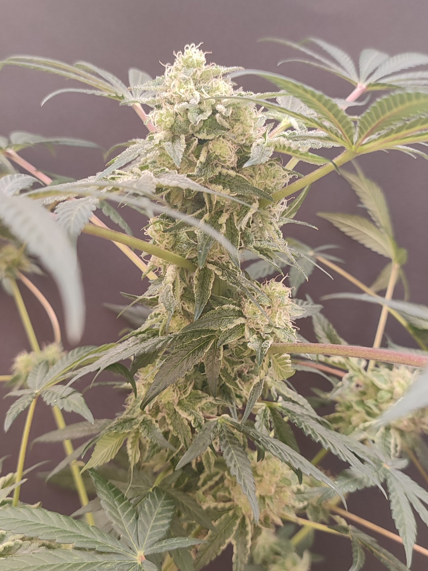 🌿 Seeds of Anarchy – Cabin Fever (feminisierte Photoflower-Samen)