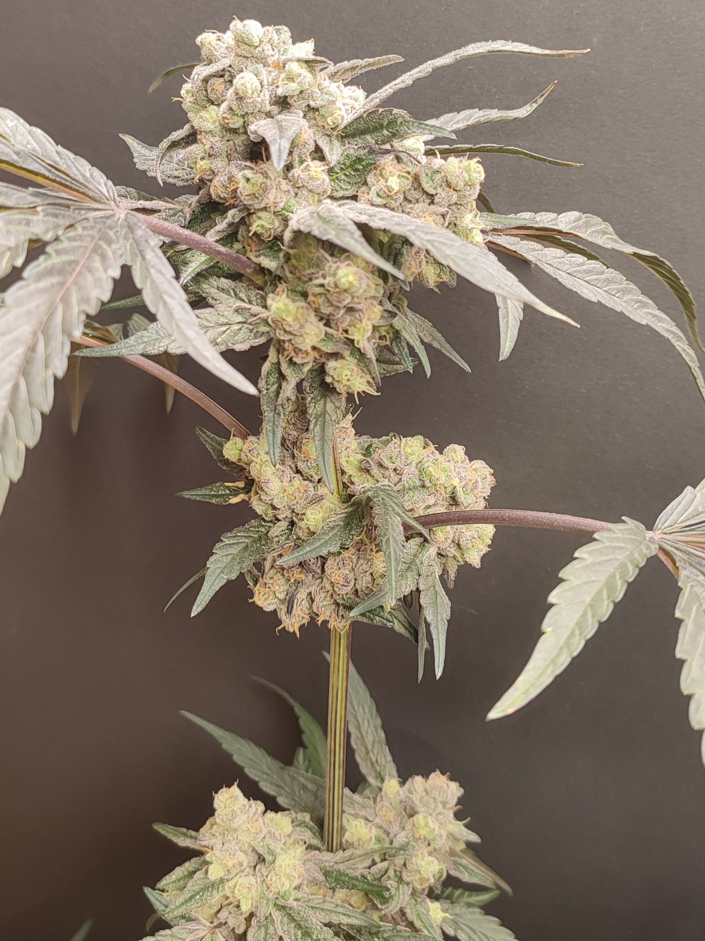 🌿 Seeds of Anarchy – The Epstein List (feminized Photoflower seeds)