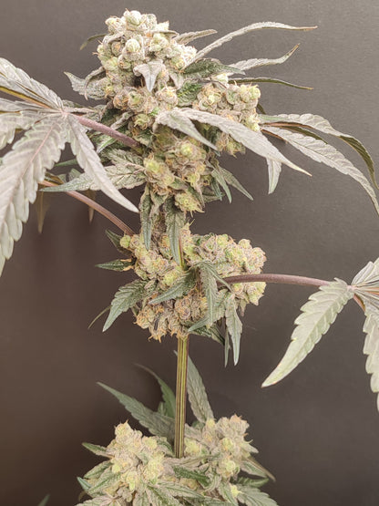 🌿 Seeds of Anarchy – The Epstein List (feminized Photoflower seeds)