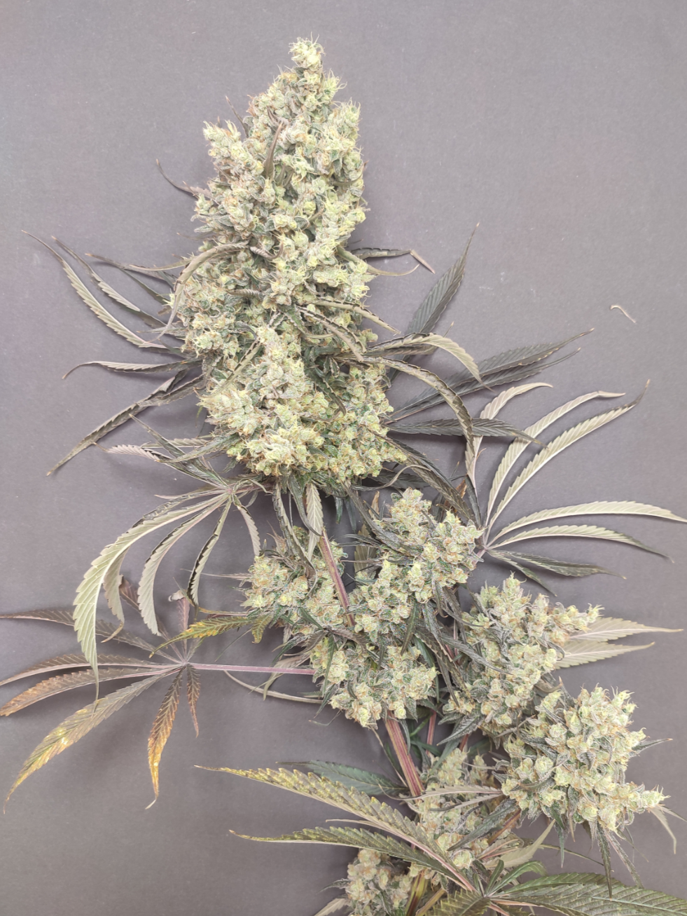 🌿 Seeds of Anarchy – Gunk (feminisierte Photoflower-Samen)