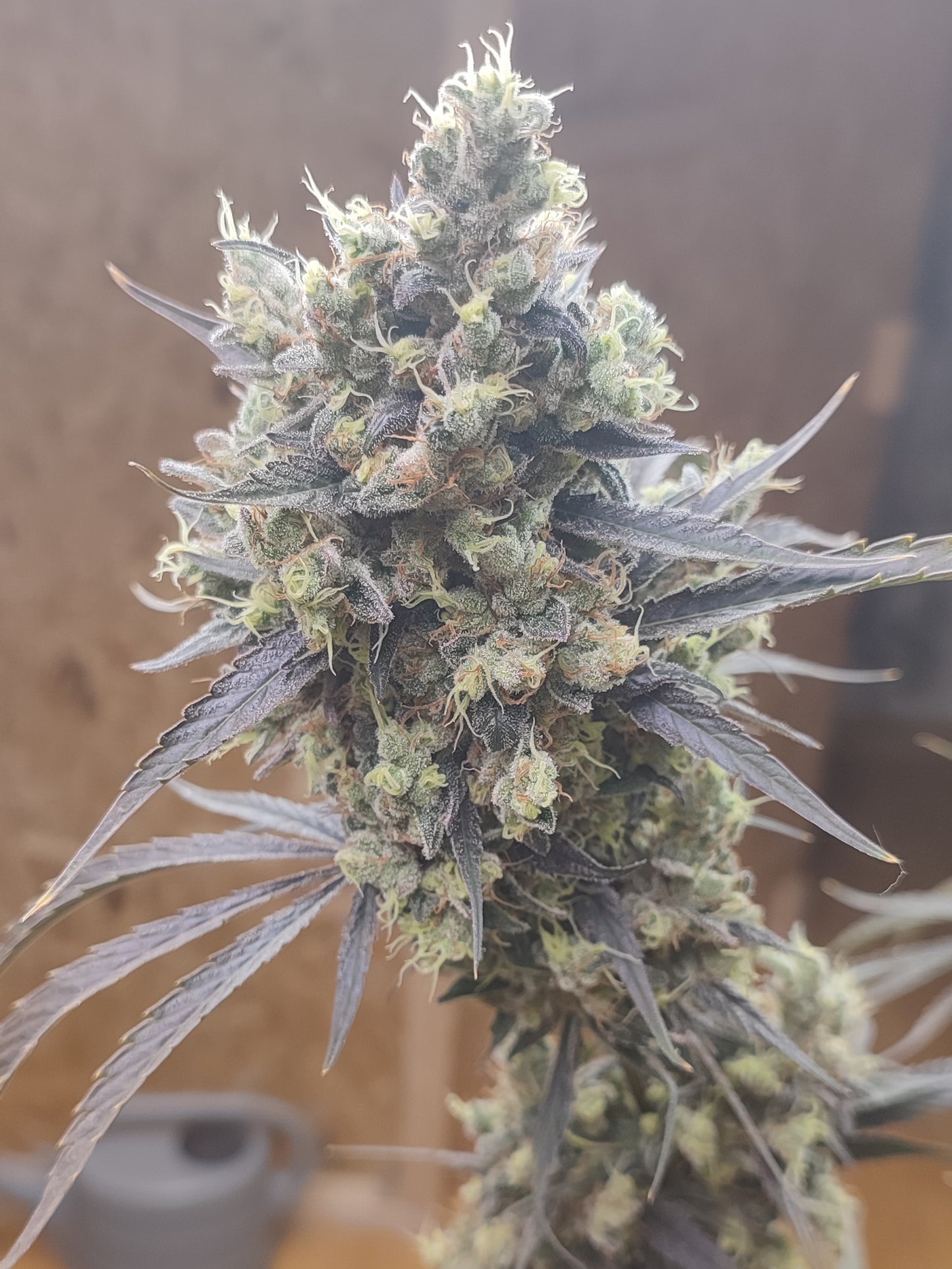 🌿 Seeds of Anarchy – Gunk (feminisierte Photoflower-Samen)