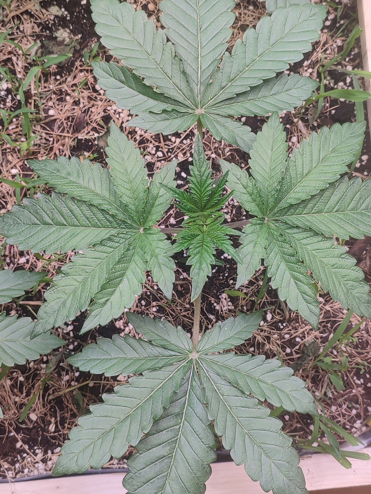Gorgon ist eine Kreuzung aus Fatso und Spritzer, eine Cannabis Genetik die an Oldschool Klassiker erinnert.
