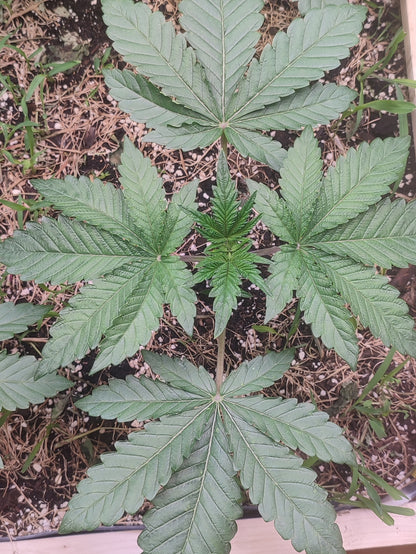 Gorgon ist eine Kreuzung aus Fatso und Spritzer, eine Cannabis Genetik die an Oldschool Klassiker erinnert.