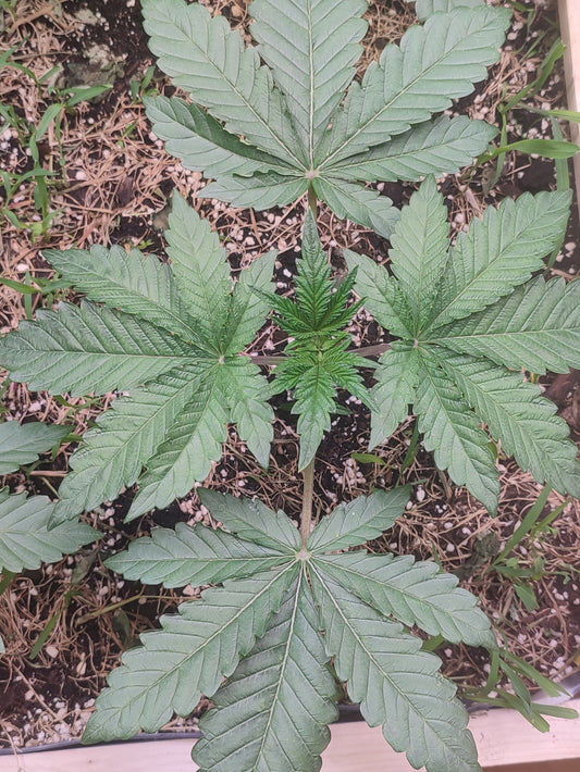 Gorgon ist eine Kreuzung aus Fatso und Spritzer, eine Cannabis Genetik die an Oldschool Klassiker erinnert.