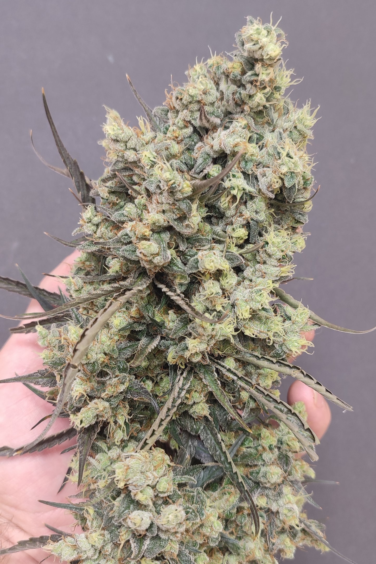 🌿 Seeds of Anarchy – Gunk (feminisierte Photoflower-Samen)