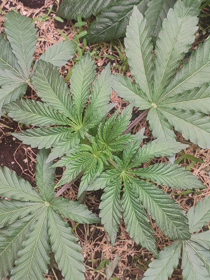 Slurpicle: Slurty x Spritzer ein Hybrid mit der Expertise von Breeder Steve entwickelt legal in Deutschland kaufen