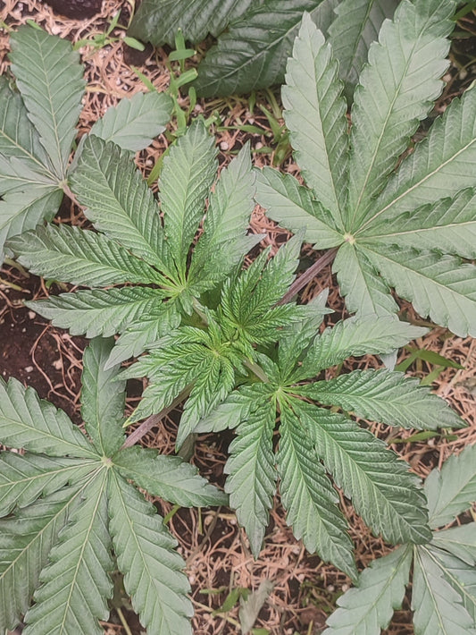Slurpicle: Slurty x Spritzer ein Hybrid mit der Expertise von Breeder Steve entwickelt legal in Deutschland kaufen