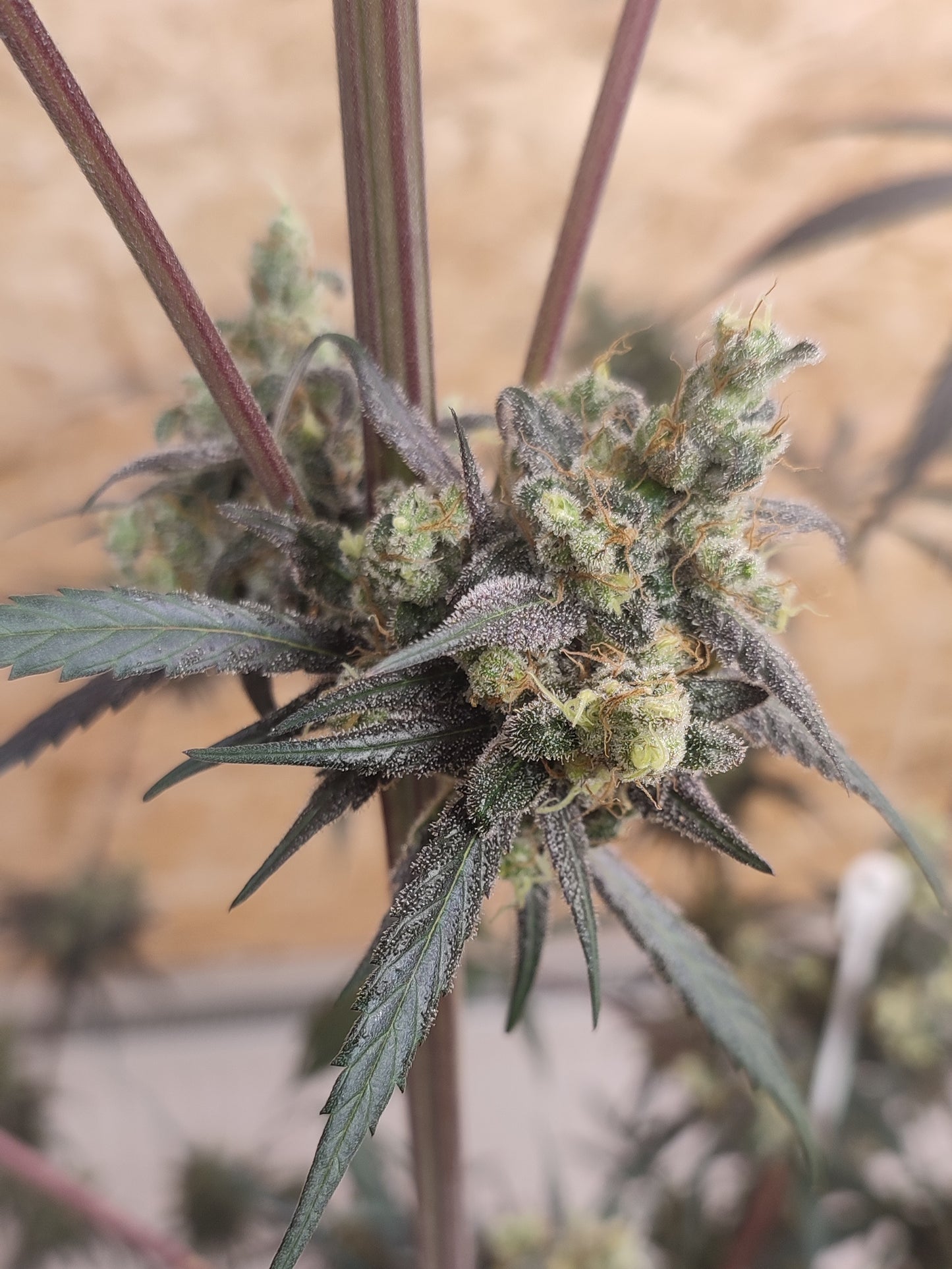 🌿 Seeds of Anarchy – Gunk (feminisierte Photoflower-Samen)