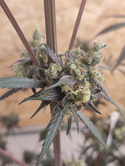 🌿 Seeds of Anarchy – Gunk (feminisierte Photoflower-Samen)