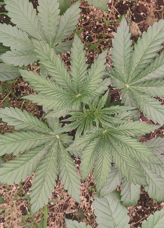 Breeder Steve hat sie veröffentlicht: The Epstein List! Eine Cannabisgenetik Kreuzung aus ZEV und Spritzer