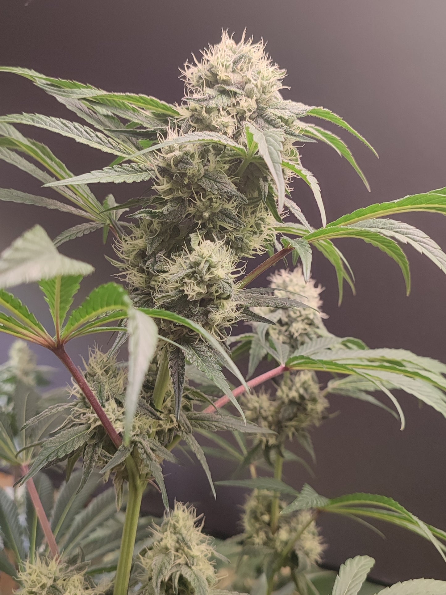 🌿 Seeds of Anarchy – Gorgon (feminisierte Photoflower-Samen)