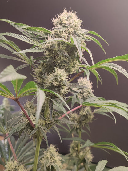 🌿 Seeds of Anarchy – Gorgon (feminisierte Photoflower-Samen)