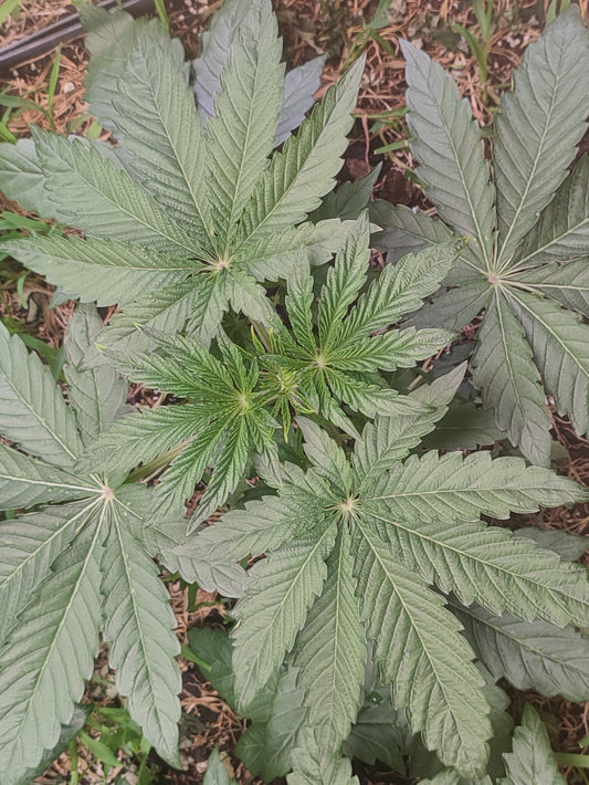 Bullshit ein hybrid aus 2090 Shit x Spritzer, hochwertige Genetik mit der Expertise von Breeder Steeve entwickelt in der wachstumsphase.