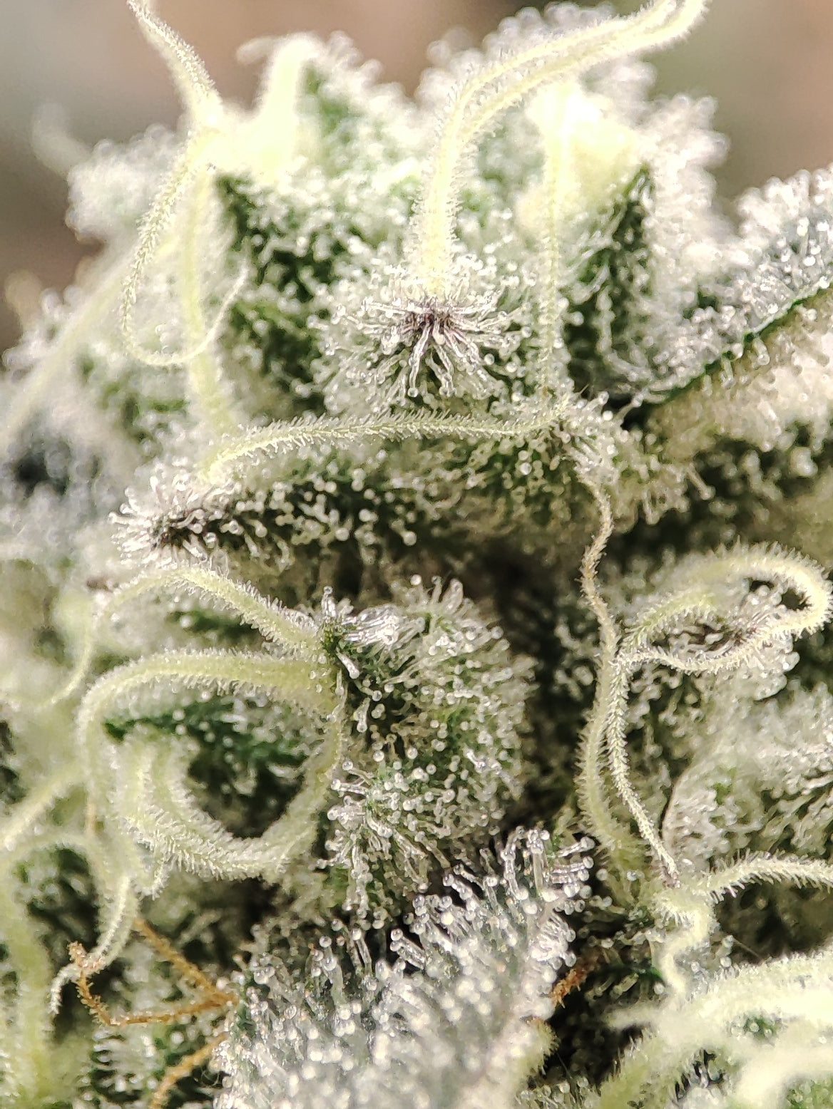 🌿 Seeds of Anarchy – Cabin Fever (feminisierte Photoflower-Samen)