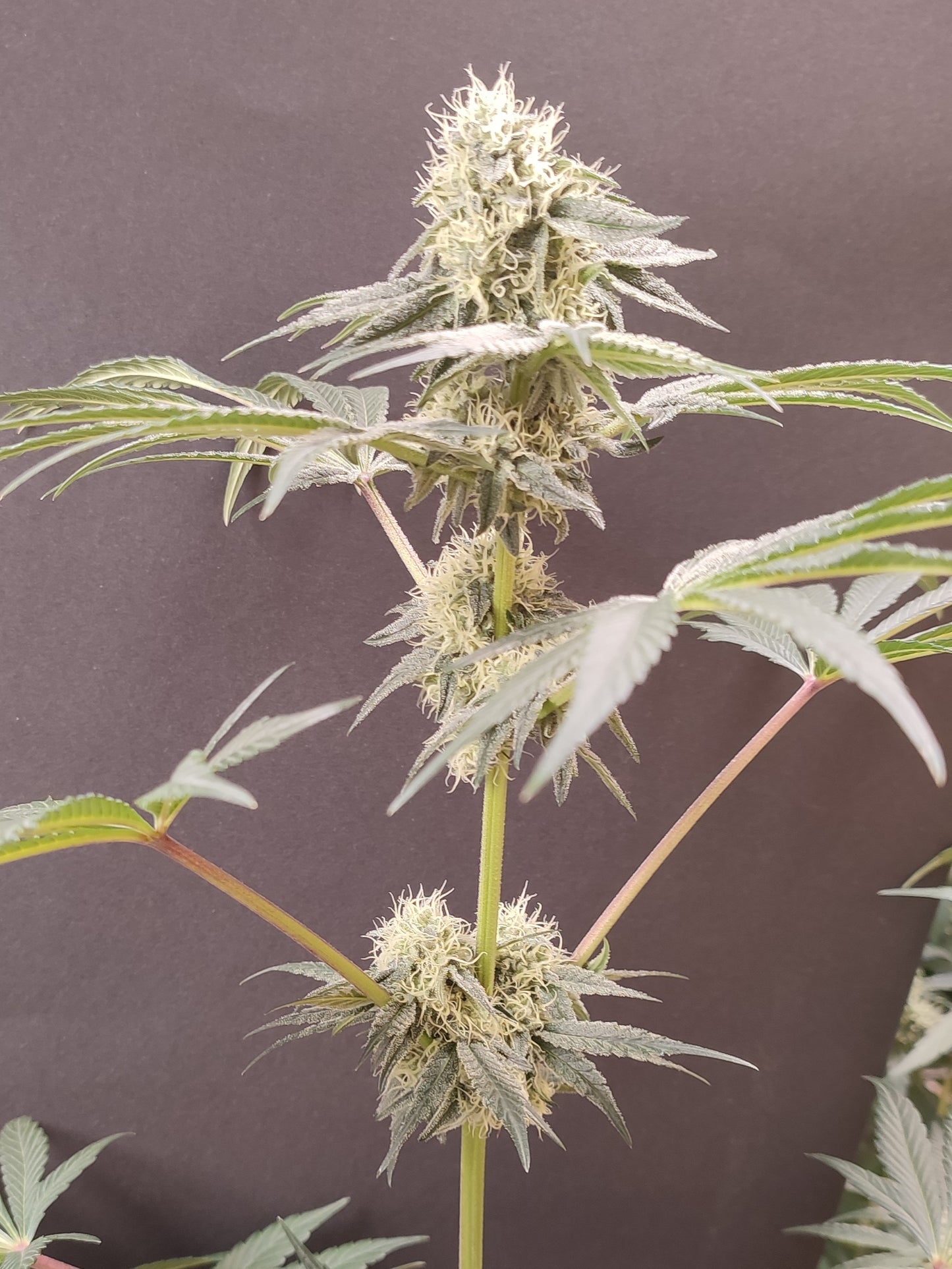 🌿 Seeds of Anarchy – Bullshit (feminisierte Photoflower-Samen)