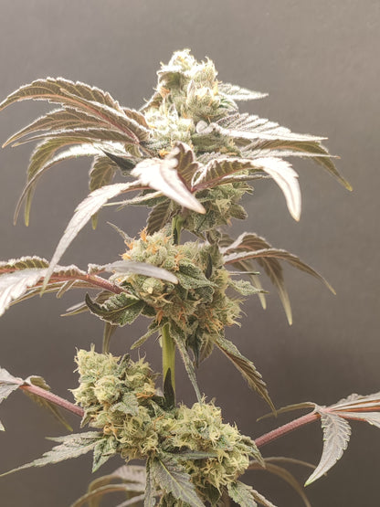 🌿 Seeds of Anarchy – Spritzade (feminisierte Photoflower-Samen)