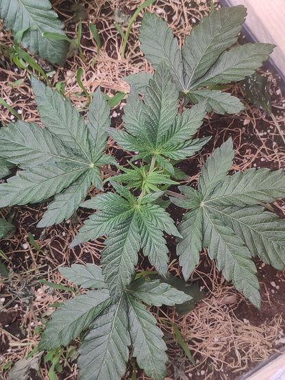 Login Cabin x Spritzer: Cabin Fever, von genetican seeds, cannabispflanze im legalen homegrow 