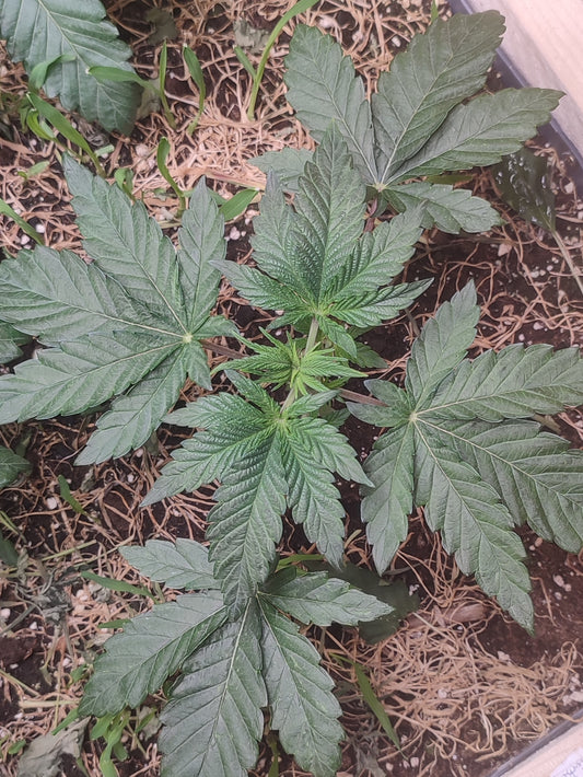 Login Cabin x Spritzer: Cabin Fever, von genetican seeds, cannabispflanze im legalen homegrow 