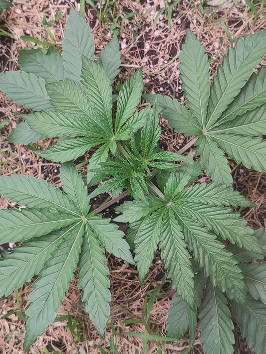 Naughty Dawg ein hybrid aus Garlotti x Spritzer, eine hochwertige cannabisgenetik, feminisiertem Saatgut. 