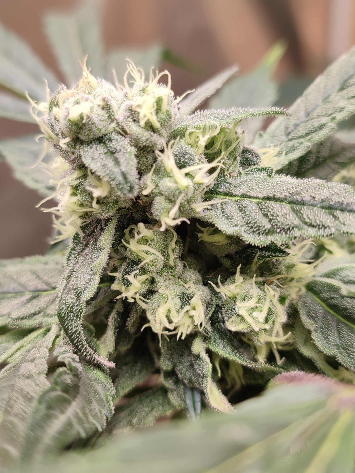 🌿 Seeds of Anarchy – The Epstein List (feminized Photoflower seeds)