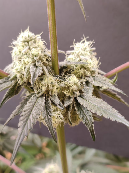 Spice of Life Seeds – Adventure Mix: Sweet Pink Grapefruit Edition