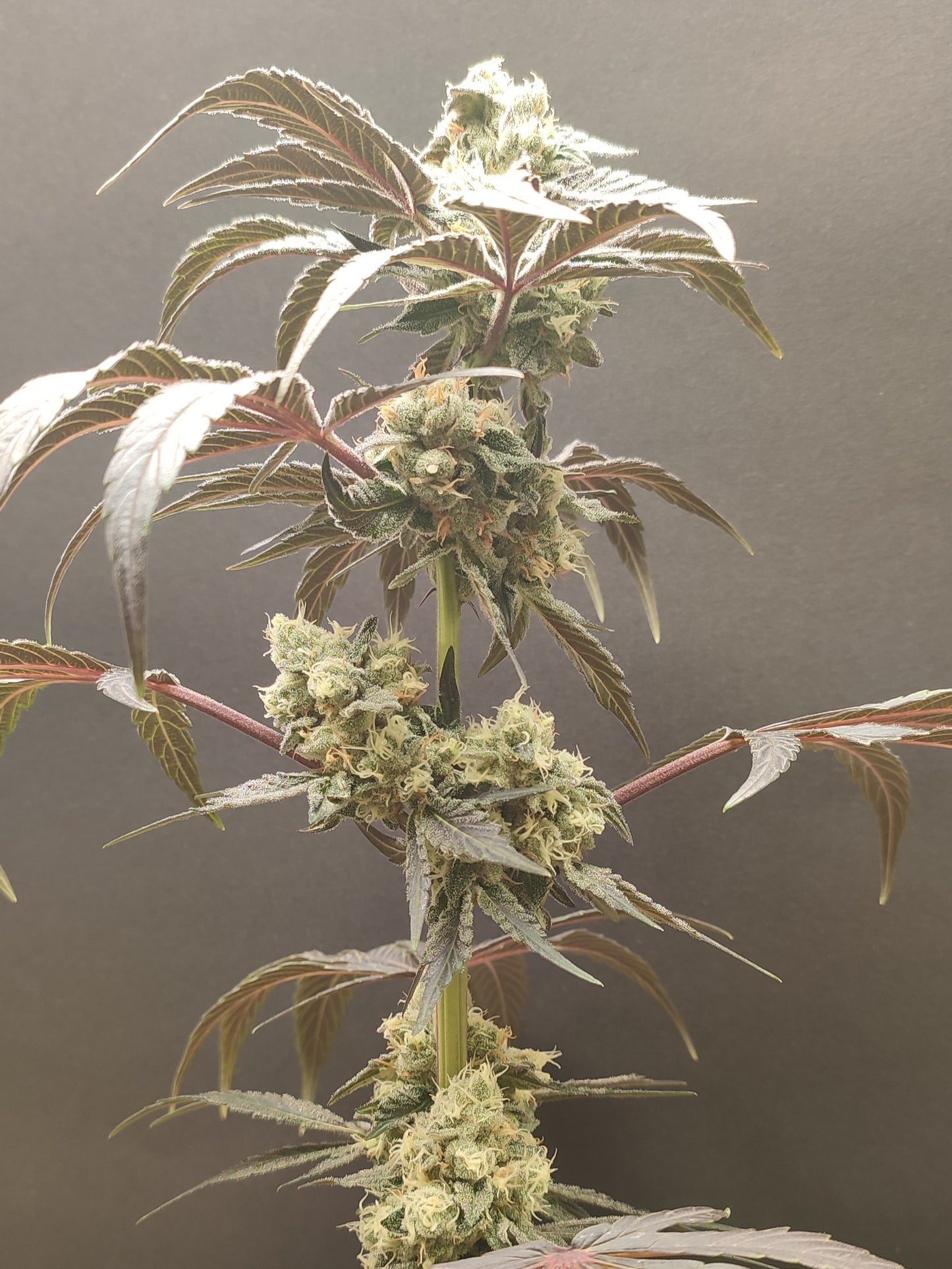 🌿 Seeds of Anarchy – Spritzade (feminisierte Photoflower-Samen)