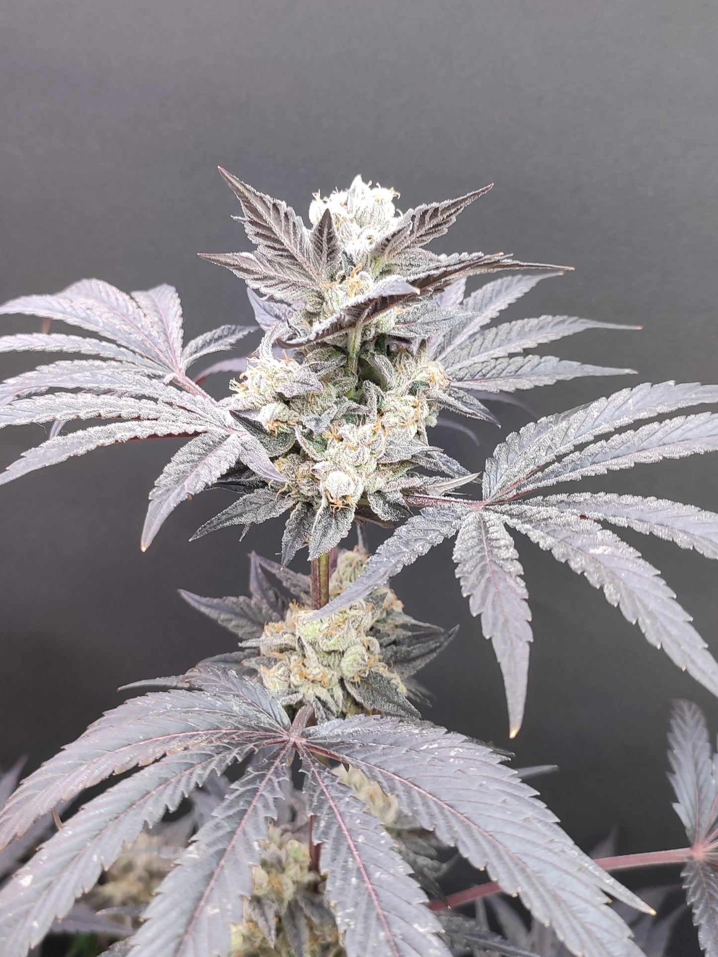 🌿 Seeds of Anarchy – Naughty Dawg (feminisierte Photoflower-Samen)
