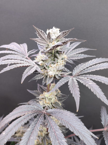 🌿 Seeds of Anarchy – Naughty Dawg (feminisierte Photoflower-Samen)